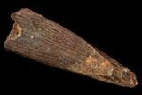 Pterosaur (Siroccopteryx) Tooth - Morocco #123616-1